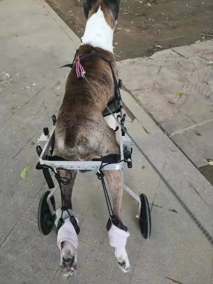 AnniePaw Wheelchair for Hind Limb Support - Mobility Cart for Medium & Large Dogs