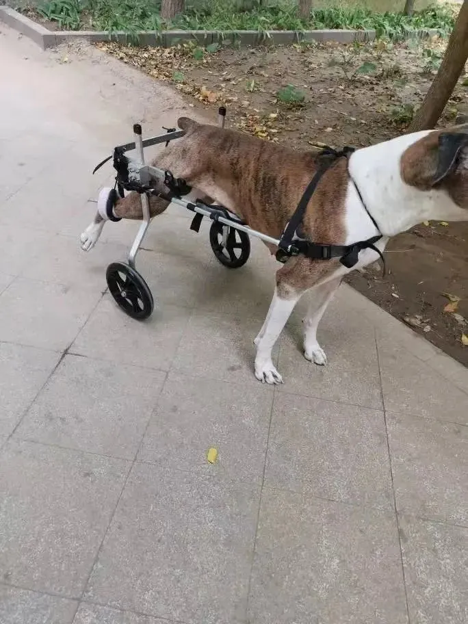 AnniePaw Wheelchair for Hind Limb Support - Mobility Cart for Medium & Large Dogs